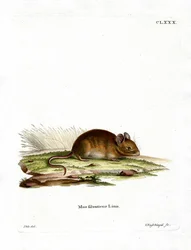 Rato de madeira (gravura a cores)