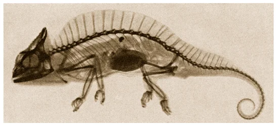 Raio X de um camaleão c.1890
