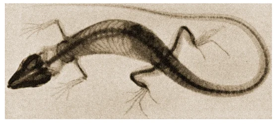 Raio X de um lagarto c.1890