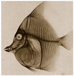 Raio X de um peixe c.1890