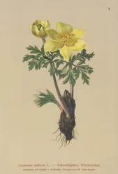 Anêmona Amarela (Anêmona sulfurea, Anemona sulphurea, Pulsatilla alpina)