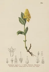 Paederota amarela (Paederota Ageria, Paederota lutea)