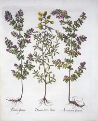 Resto-grade amarela, Resto-grade cor-de-rosa e Resto-Grade espinhosa cor-de-rosa, de Hortus Eystettensis, por Basil Besler (1561-1629), bar. 1613 (gravura colorida à mão)
