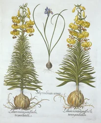 Lírio amarelo de Turkscap com bulbo e grama de olhos azuis do anão, de Hortus Eystettensis, por Basil Besler (1561-1629), bar. 1613 (gravura colorida à mão)
