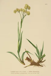 Corrimão de Madeira Amarelo (Luzula lutea)