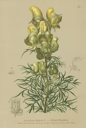 Monkshood amarelo (Aconitum anthora)