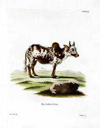 Zebu (gravação a cores)