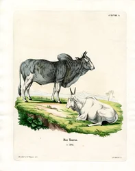 Zebu (gravação a cores)