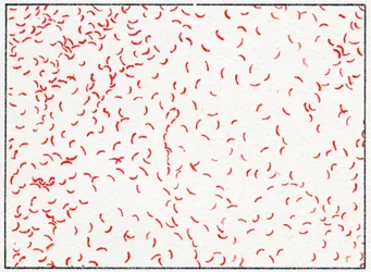 bactéria Vibrio cholerae c.1890 (cromolitografia colorida)