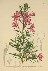 salgueiro com folhas de alecrim (Epilobium rosmarinifolium, Epilobium Dodonaei)