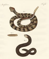 serpente