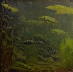 Pike e poleiro em um aquário