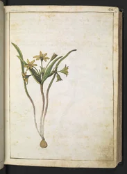 Uma planta com flores amarelas, de "Paintings of Flora of the Roman States" de Gherardo Cibo, Add MS 22333, f036r, c.1564-84 (aguarela e guache sobre papel)