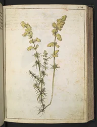 Uma planta com folhagem amarela, de "Pinturas de Flora dos Estados Romanos" de Gherardo Cibo, Acrescente MS 22333, f076r, c.1564-84 (aguarela e guache sobre papel)