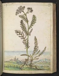 Achillea millefolium: Uma planta do tipo feto alto com flores brancas, de "Pinturas da Flora dos Estados Romanos" de Gherardo Cibo, Add MS 22333, f114r, c.1564-84 (aguarela e guache sobre papel)