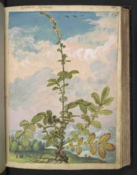 Agrimonia eupatoria, de "Pinturas de Flora dos Estados Romanos" de Gherardo Cibo, Add MS 22333, f087r, c.1564-84 (aguarela e guache sobre papel)