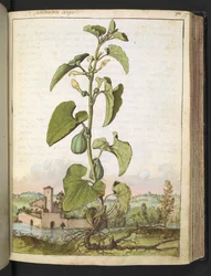Aristolochia clematitis, de "Pinturas da Flora dos Estados Romanos" de Gherardo Cibo, Add MS 22333, f077r, c.1564-84 (aguarela e guache sobre papel)