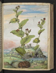 Aristolochia rotunda: Uma planta frutífera, de "Pinturas da Flora dos Estados Romanos" de Gherardo Cibo, Acrescentar MS 22333, f078r, c.1564-84 (aquarela e guache sobre papel)