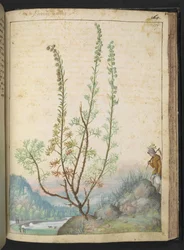 Artemisia abrotanum (madeira do sul), de "Pinturas da Flora dos Estados Romanos" de Gherardo Cibo, Add MS 22333, f157r, c.1564-84 (aguarela e guache sobre papel)