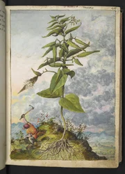 Asclepias, de "Pinturas da Flora dos Estados Romanos" de Gherardo Cibo, Acrescentar MS 22333, f027r, c.1564-84 (aquarela e guache sobre papel)