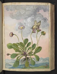Bellis perennis, de "Pinturas da Flora dos Estados Romanos" de Gherardo Cibo, Acrescentar MS 22333, f067r, c.1564-84 (aquarela e guache sobre papel)