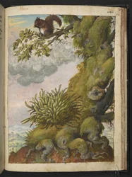 Bryophyte (musgo) e um esquilo sentado no ramo de uma árvore, de "Pinturas de Flora dos Estados Romanos" de Gherardo Cibo, Add MS 22333, f172r, c.1564-84 (aguarela e guache sobre papel)
