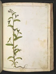 Buglossa, Anchusa azurea (Loddon Royalist), de "Pinturas da Flora dos Estados Romanos" de Gherardo Cibo, Adicionar MS 22333, f153r, c.1564-84 (aquarela e guache sobre papel)