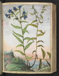 Buglossoides purpurocaerulea , de "Pinturas da Flora dos Estados Romanos" de Gherardo Cibo, Add MS 22333, f061r, c.1564-84 (aguarela e guache sobre papel)