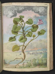 Calystegia soldanella, de "Pinturas da Flora dos Estados Romanos" de Gherardo Cibo, Acrescentar MS 22333, f150r, c.1564-84 (aquarela e guache sobre papel)