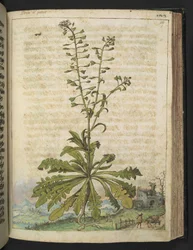 Capsella bursa-pastoris, de "Pinturas de Flora dos Estados Romanos" de Gherardo Cibo, Add MS 22333, f119r, c.1564-84 (aguarela e guache sobre papel)