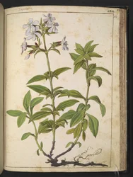 Caryophyllaceae (Sarau): um género de plantas florais da família rosa, de "Pinturas da Flora dos Estados Romanos" de Gherardo Cibo, Add MS 22333, f164r, c.1564-84 (aguarela e guache sobre papel)