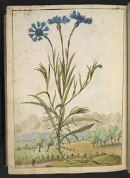 Centaurea cyanus: Uma flor com pétalas azuis, de "Pinturas da Flora dos Estados Romanos" de Gherardo Cibo, Add MS 22333, f177v, c.1564-84 (aguarela e guache sobre papel)