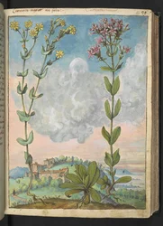 Centaurium erythraea, de "Pinturas da Flora dos Estados Romanos" de Gherardo Cibo, Acrescentar MS 22333, f042r, c.1564-84 (aquarela e guache sobre papel)
