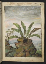 Ceterach officinarum, de "Pinturas da Flora dos Estados Romanos" de Gherardo Cibo, Acrescentar MS 22333, f013r, c.1564-84 (aquarela e guache sobre papel)