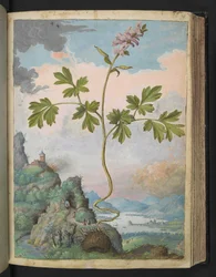Cava de Corydalis: Uma planta com flores rosa, de "Pinturas de Flora dos Estados Romanos" de Gherardo Cibo, Acrescente MS 22333, f079r, c.1564-84 (aguarela e guache sobre papel)