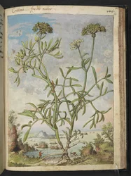Crithmum maritimum, possivelmente Crithmum, de "Pinturas de Flora dos Estados Romanos" de Gherardo Cibo, Add MS 22333, f168r, c.1564-84 (aguarela e guache sobre papel)