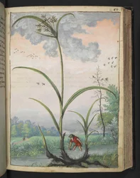 Cyperus serotinus, de "Pinturas de Flora dos Estados Romanos" de Gherardo Cibo, Add MS 22333, f086r, c.1564-84 (aguarela e guache sobre papel)