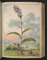 Dactylorhiza fuchsii, de "Pinturas da Flora dos Estados Romanos" de Gherardo Cibo, Acrescentar MS 22333, f065r, c.1564-84 (aquarela e guache sobre papel)