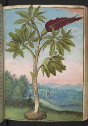 Dracunculus vulgaris, de "Pinturas da Flora dos Estados Romanos" de Gherardo Cibo, Acrescentar MS 22333, f054r, c.1564-84 (aquarela e guache sobre papel)