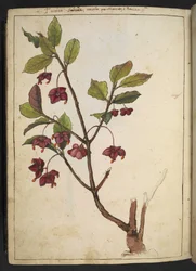 Euonymus europaeus (Fundo Europeu): uma planta com pétalas vermelhas, de "Pinturas da Flora dos Estados Romanos" de Gherardo Cibo, Adicionar MS 22333, f183v, c.1564-84 (aquarela e guache sobre papel)