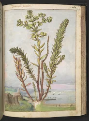 Euphorbia paralias, de "Pinturas da Flora dos Estados Romanos" de Gherardo Cibo, Acrescentar MS 22333, f155r, c.1564-84 (aquarela e guache sobre papel)