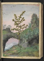 Euphrasia officinalis, de "Pinturas da Flora dos Estados Romanos" de Gherardo Cibo, Acrescentar MS 22333, f041r, c.1564-84 (aquarela e guache sobre papel)