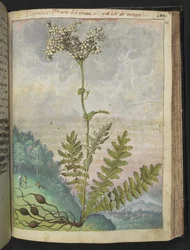 Filipendula vulgari, de "Pinturas de Flora dos Estados Romanos" de Gherardo Cibo, Acrescente MS 22333, f146r, c.1564-84 (aguarela e guache sobre papel)