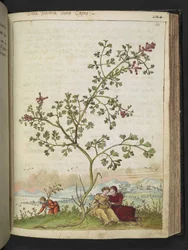 Fumaria gaillardotii , de "Pinturas de Flora dos Estados Romanos" de Gherardo Cibo, Add MS 22333, f121r, c.1564-84 (aguarela e guache sobre papel)