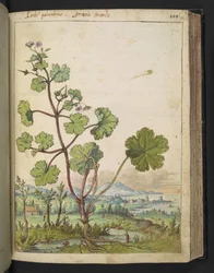 Geranium rotundifolium: Uma planta com flores rosa. , de "Pinturas da Flora dos Estados Romanos" de Gherardo Cibo, Acrescentar MS 22333, f098r, c.1564-84 (aquarela e guache sobre papel)