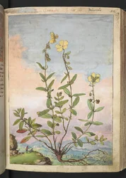 Helianthemum nummularium, de "Pinturas da Flora dos Estados Romanos" de Gherardo Cibo, Acrescentar MS 22333, f055r, c.1564-84 (aquarela e guache sobre papel)