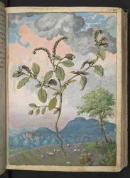 Heliotropium europeanum, de "Pinturas de Flora dos Estados Romanos" de Gherardo Cibo, Add MS 22333, f044r, c.1564-84 (aguarela e guache sobre papel)