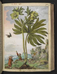 Helleboris viridis, de "Pinturas de Flora dos Estados Romanos" de Gherardo Cibo, Add MS 22333, f095r, c.1564-84 (aguarela e guache sobre papel)