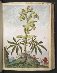 Helleborus foetidus, de "Pinturas de Flora dos Estados Romanos" de Gherardo Cibo, Add MS 22333, f089r, c.1564-84 (aguarela e guache sobre papel)
