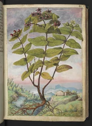 Hypericum hircinum, de "Pinturas da Flora dos Estados Romanos" de Gherardo Cibo, Acrescentar MS 22333, f034r, c.1564-84 (aquarela e guache sobre papel)